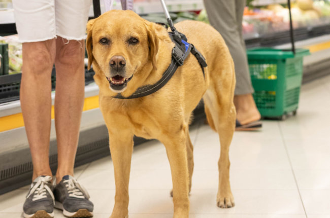 Führhund im Lebensmittelhandel