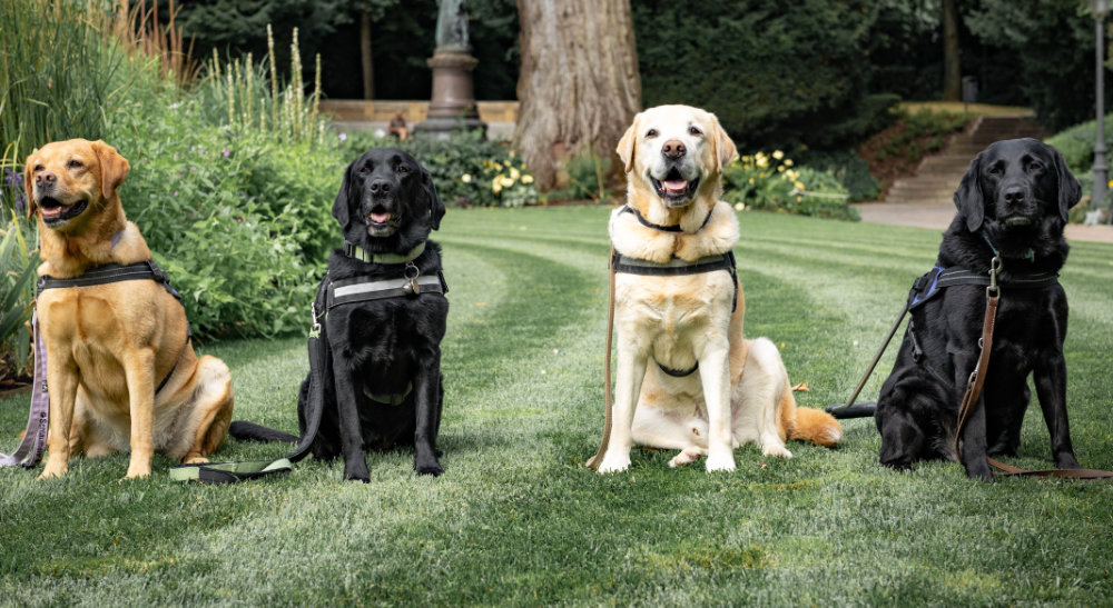 4 Blindenführhunde in ihrem Führgeschirr auf einem grünem Rasen.