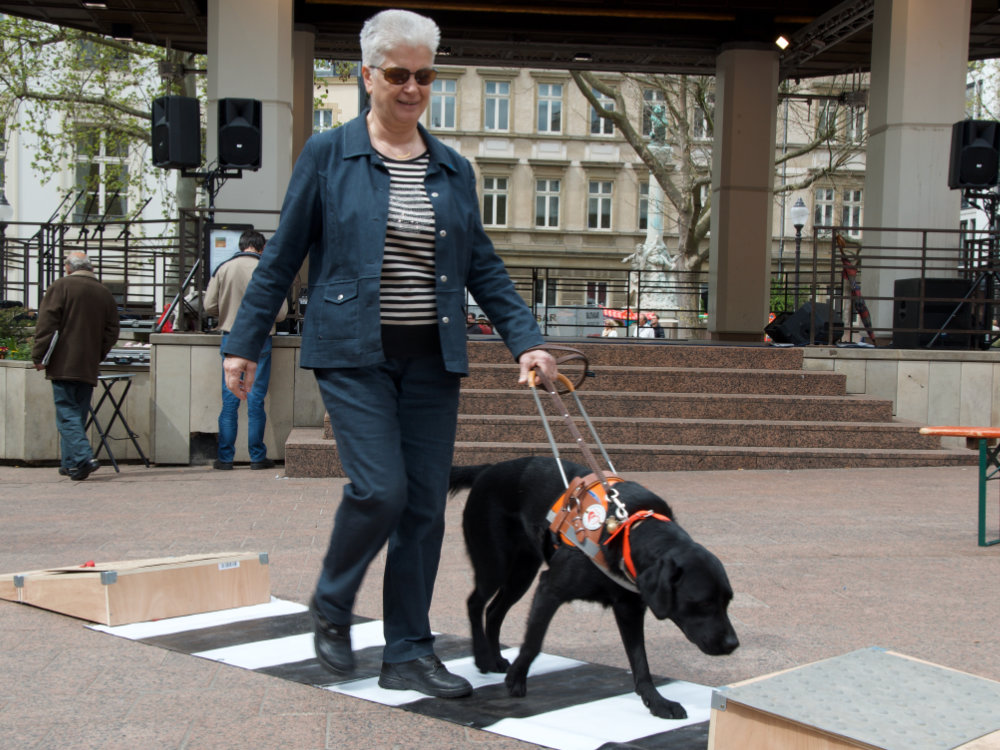 Die Führhundschule aus Woippy demonstriert an einem simulierten Zebrastreifen wie ein Führhund arbeitet.