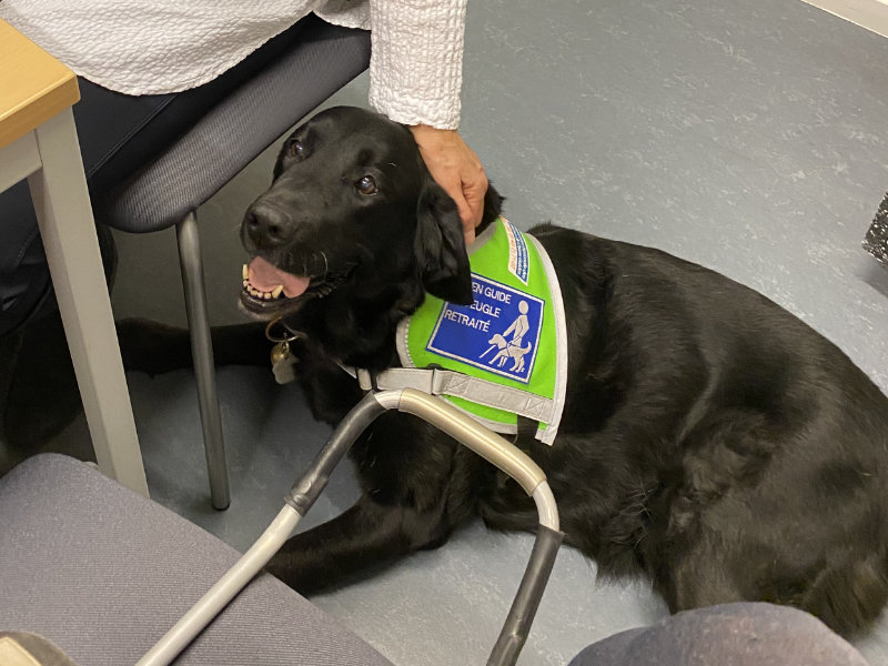 Ein Führhund liegt auf dem Boden und wartet geduldig auf seinen nächsten Einsatz.
